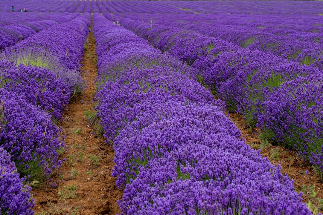 Lavender field on the island of Hvar with stone wall