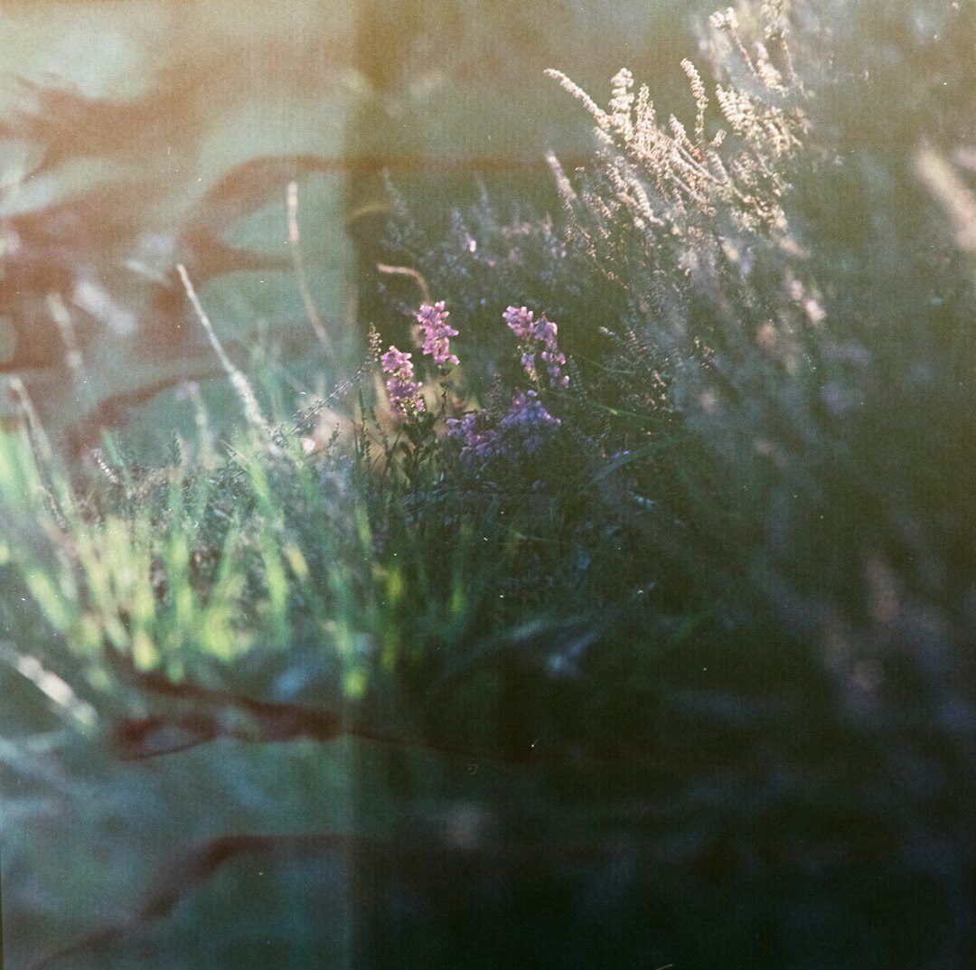 Close up of lavender bunches drying in the sun fine art print