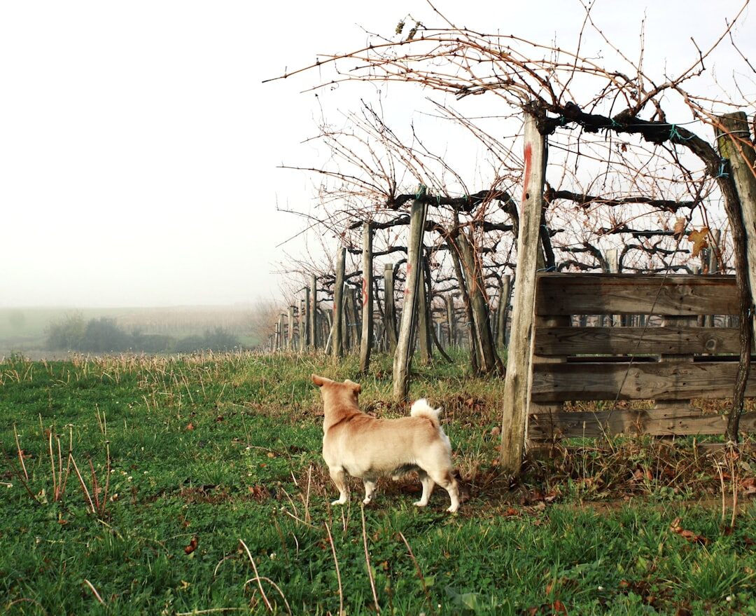 Foggy morning over vineyards in inland Croatia
